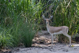 Slender-Horned Gazelles Get a New Home at WCS’s Bronx Zoo